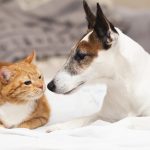 Pet ownership: what you can and can’t do